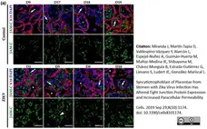Anti Mouse JAM-C Antibody, clone CRAM-18 F26 gallery image 4