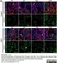 Anti Mouse JAM-C Antibody, clone CRAM-18 F26 thumbnail image 3