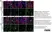 Anti Mouse JAM-C Antibody, clone CRAM-18 F26 thumbnail image 4