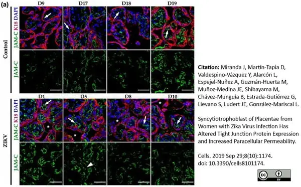 Anti Mouse JAM-C Antibody, clone CRAM-18 F26 gallery image 4