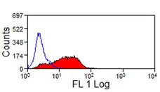 Anti Mouse JAM-C Antibody, clone CRAM-19 H36 gallery image 2