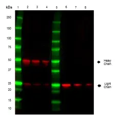 Anti Mouse Kappa Light Chain Antibody, clone OX-20 gallery image 1