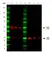 Anti Mouse Kappa Light Chain Antibody, clone OX-20 thumbnail image 1