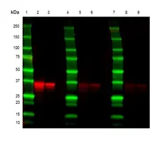 Anti Mouse Kappa Light Chain Antibody, clone OX-20 gallery image 2