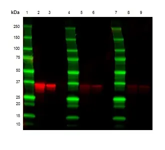 Anti Mouse Kappa Light Chain Antibody, clone OX-20 gallery image 2