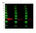 Anti Mouse Kappa Light Chain Antibody, clone OX-20 thumbnail image 2