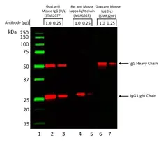 Anti Mouse Kappa Light Chain Antibody, clone OX-20 gallery image 3