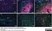 Anti Mouse Ly-6B.2 Alloantigen Antibody, clone 7/4 thumbnail image 1