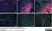 Anti Mouse Ly-6B.2 Alloantigen Antibody, clone 7/4 thumbnail image 1