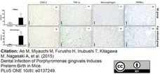 Anti Mouse Ly-6B.2 Alloantigen Antibody, clone 7/4 gallery image 10