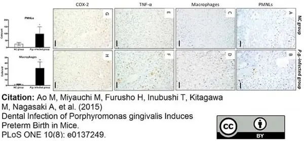 Anti Mouse Ly-6B.2 Alloantigen Antibody, clone 7/4 gallery image 10