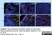 Anti Mouse Ly-6B.2 Alloantigen Antibody, clone 7/4 thumbnail image 11