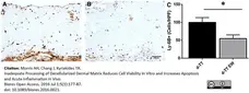 Anti Mouse Ly-6B.2 Alloantigen Antibody, clone 7/4 gallery image 13