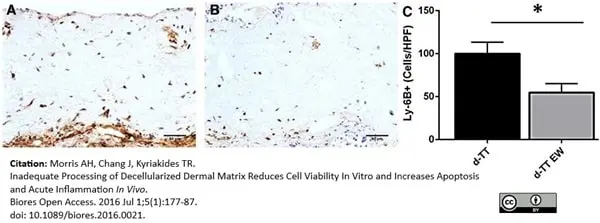 Anti Mouse Ly-6B.2 Alloantigen Antibody, clone 7/4 gallery image 13