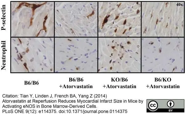 Anti Mouse Ly-6B.2 Alloantigen Antibody, clone 7/4 gallery image 2