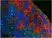 Anti Mouse Ly-6B.2 Alloantigen Antibody, clone 7/4 thumbnail image 20