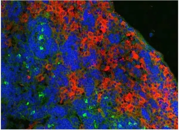 Anti Mouse Ly-6B.2 Alloantigen Antibody, clone 7/4 gallery image 20