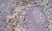 Anti Mouse Ly-6B.2 Alloantigen Antibody, clone 7/4 thumbnail image 22