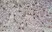 Anti Mouse Ly-6B.2 Alloantigen Antibody, clone 7/4 thumbnail image 23