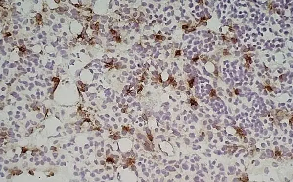 Anti Mouse Ly-6B.2 Alloantigen Antibody, clone 7/4 gallery image 23