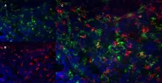 Anti Mouse Ly-6B.2 Alloantigen Antibody, clone 7/4 gallery image 25