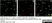 Anti Mouse Ly-6B.2 Alloantigen Antibody, clone 7/4 thumbnail image 26