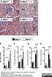 Anti Mouse Ly-6B.2 Alloantigen Antibody, clone 7/4 thumbnail image 29