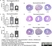 Anti Mouse Ly-6B.2 Alloantigen Antibody, clone 7/4 thumbnail image 3
