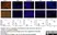Anti Mouse Ly-6B.2 Alloantigen Antibody, clone 7/4 thumbnail image 30