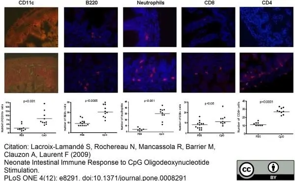 Anti Mouse Ly-6B.2 Alloantigen Antibody, clone 7/4 gallery image 30