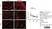 Anti Mouse Ly-6B.2 Alloantigen Antibody, clone 7/4 thumbnail image 31