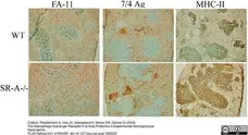 Anti Mouse Ly-6B.2 Alloantigen Antibody, clone 7/4 gallery image 33