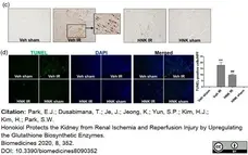Anti Mouse Ly-6B.2 Alloantigen Antibody, clone 7/4 gallery image 36
