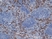Anti Mouse Ly-6B.2 Alloantigen Antibody, clone 7/4 thumbnail image 37
