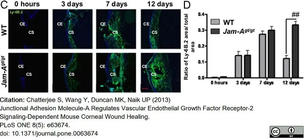 Anti Mouse Ly-6B.2 Alloantigen Antibody, clone 7/4 gallery image 38