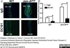 Anti Mouse Ly-6B.2 Alloantigen Antibody, clone 7/4 gallery image 40