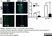 Anti Mouse Ly-6B.2 Alloantigen Antibody, clone 7/4 thumbnail image 40