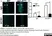 Anti Mouse Ly-6B.2 Alloantigen Antibody, clone 7/4 thumbnail image 40