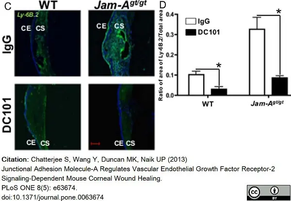 Anti Mouse Ly-6B.2 Alloantigen Antibody, clone 7/4 gallery image 40