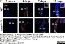 Anti Mouse Ly-6B.2 Alloantigen Antibody, clone 7/4 gallery image 41