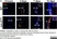 Anti Mouse Ly-6B.2 Alloantigen Antibody, clone 7/4 thumbnail image 41