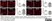 Anti Mouse Ly-6B.2 Alloantigen Antibody, clone 7/4 thumbnail image 44