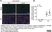Anti Mouse Ly-6B.2 Alloantigen Antibody, clone 7/4 thumbnail image 45