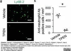 Anti Mouse Ly-6B.2 Alloantigen Antibody, clone 7/4 gallery image 48