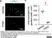 Anti Mouse Ly-6B.2 Alloantigen Antibody, clone 7/4 thumbnail image 48