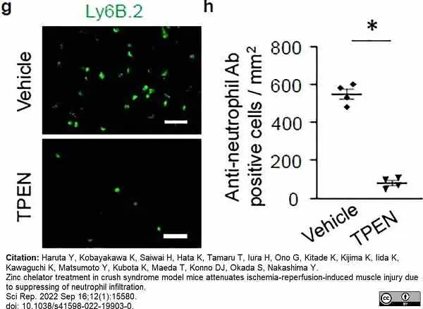 Anti Mouse Ly-6B.2 Alloantigen Antibody, clone 7/4 gallery image 48