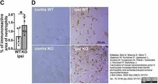 Anti Mouse Ly-6B.2 Alloantigen Antibody, clone 7/4 gallery image 49