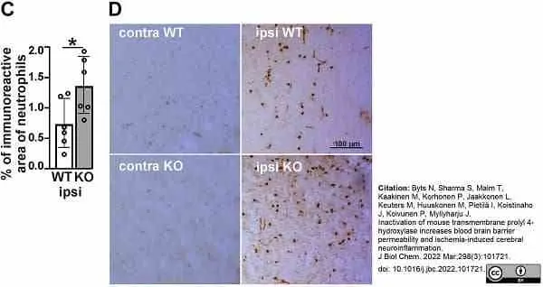 Anti Mouse Ly-6B.2 Alloantigen Antibody, clone 7/4 gallery image 49