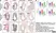 Anti Mouse Ly-6B.2 Alloantigen Antibody, clone 7/4 thumbnail image 50