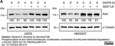 Anti Mouse Ly-6B.2 Alloantigen Antibody, clone 7/4 gallery image 52